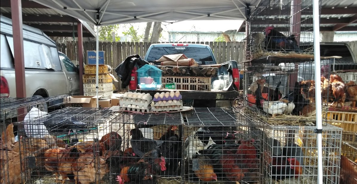 Are y'all aware we have live animal markets right here in Austin? Let's  #BanLiveAnimalMarkets to protect us from future zoonotic pandemics like  #COVID19  #CancelAnimalAg  @GregCasar  @MayorAdler  @JudgeEckhardt  @JimmyFlannigan  http://w.yelp.com/biz/airport-pulga-austin