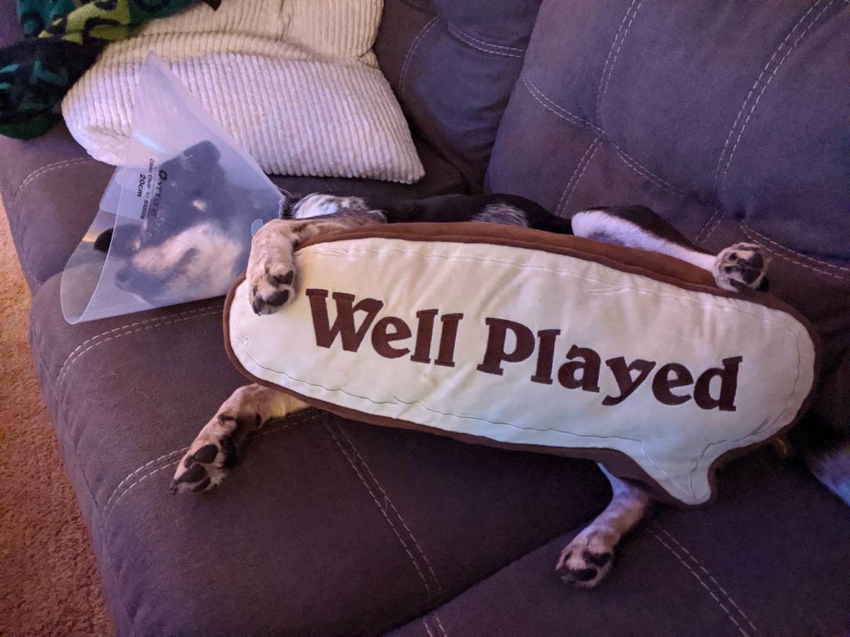 BuckliesAngel's tweet image. #OnceThingsGetBackToNormal Wait mom said it was normal. She said all the dogs are wearing them.