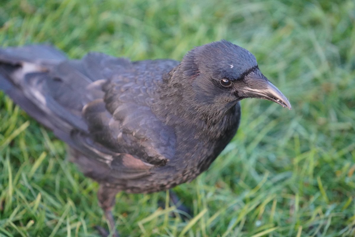 i have a lot of pics of this wonky jawed crow