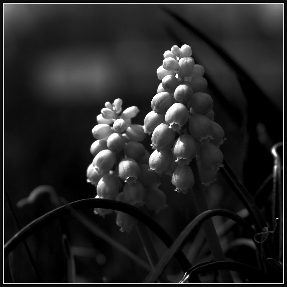 Blazing_Firebug's tweet photo. I am an aspiring photographer. Right now it's a hobby, but one day I want to be a professional! Here is my most recent photo that I feel really good about. If you want to see more of my work, look for my links on my profile.
#flowers #nature #photography https://t.co/CXNDLBtfi9
