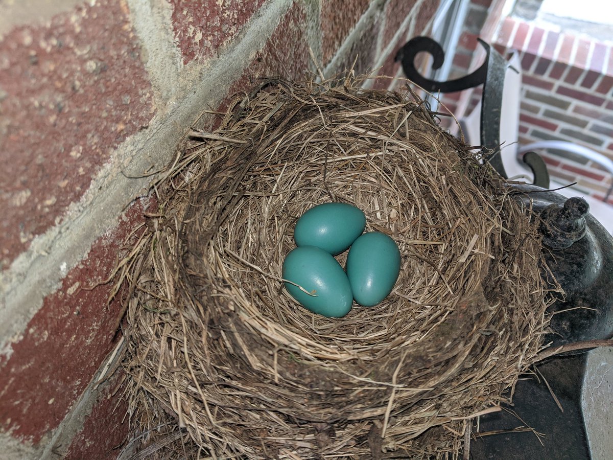 Update on the egg situation. Mama Robin wasn't done! Did some reading last night and apparently they can lay 2-6 eggs!