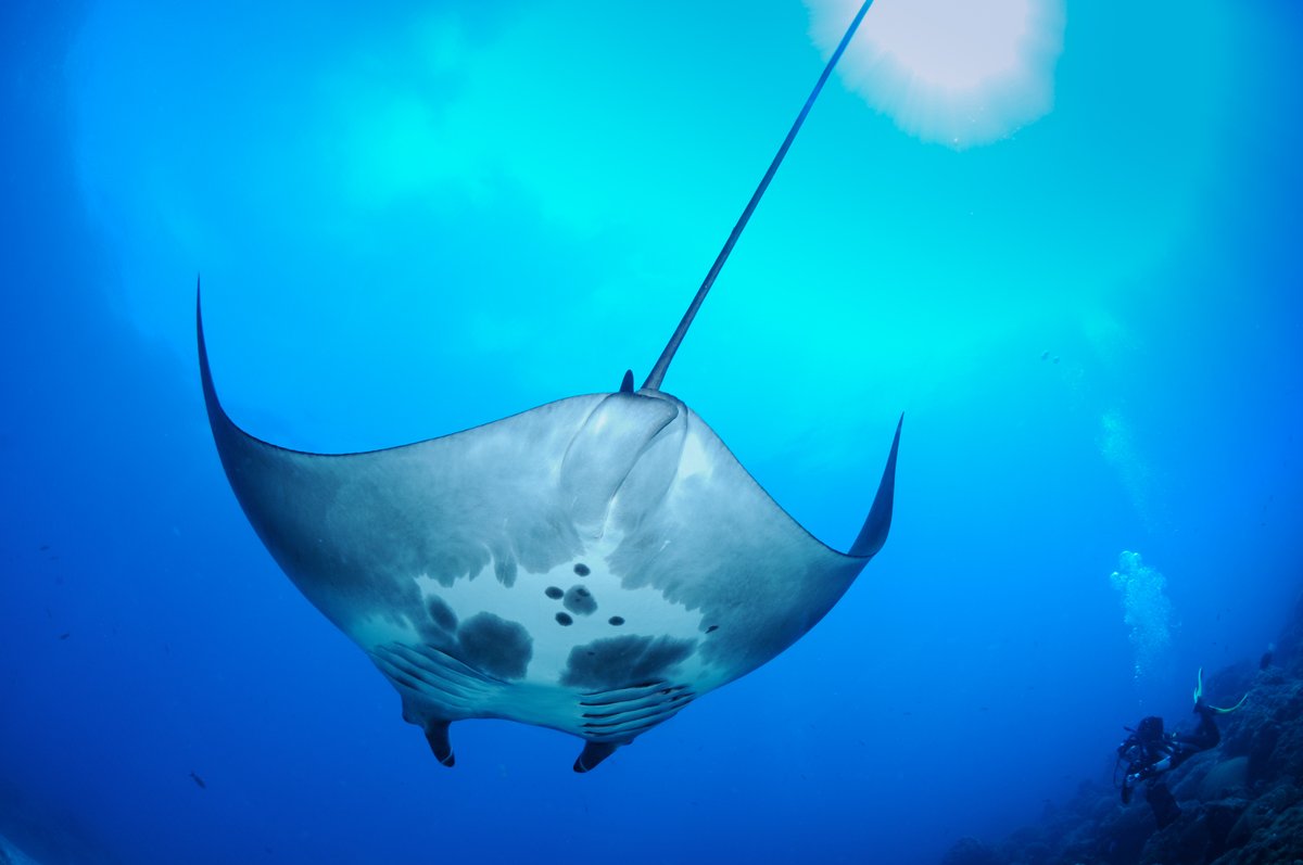 The majestic  #MantaRay is today's  #CreatureFeature! There are two distinct species: the reef manta ray, which tends to live along coastlines in the Indo-Pacific, and the giant oceanic manta ray, which lives in oceans around the world, spending most of its life far from land.