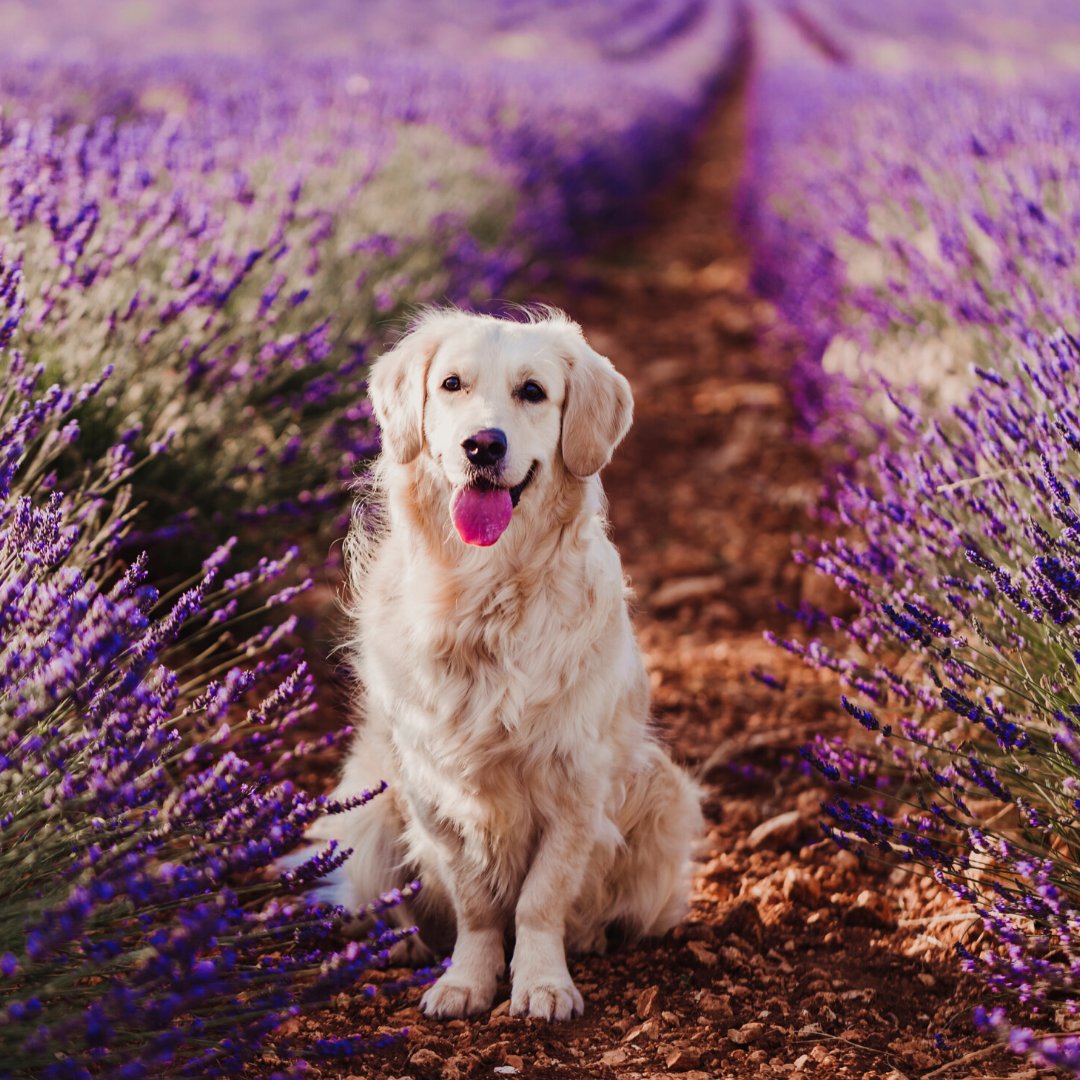 Purenaturalpet's tweet photo. We’re believers in using the right natural ingredients. 
Organic Oils and Extracts that pose a variety of healing properties to ensure our products not only smell and feel good – but are GOOD for your pet and the environment. 
🌱🌿☘️🌻🌼🥥 #InternationalPlantAppreciationDay https://t.co/XVMJhDzdDK