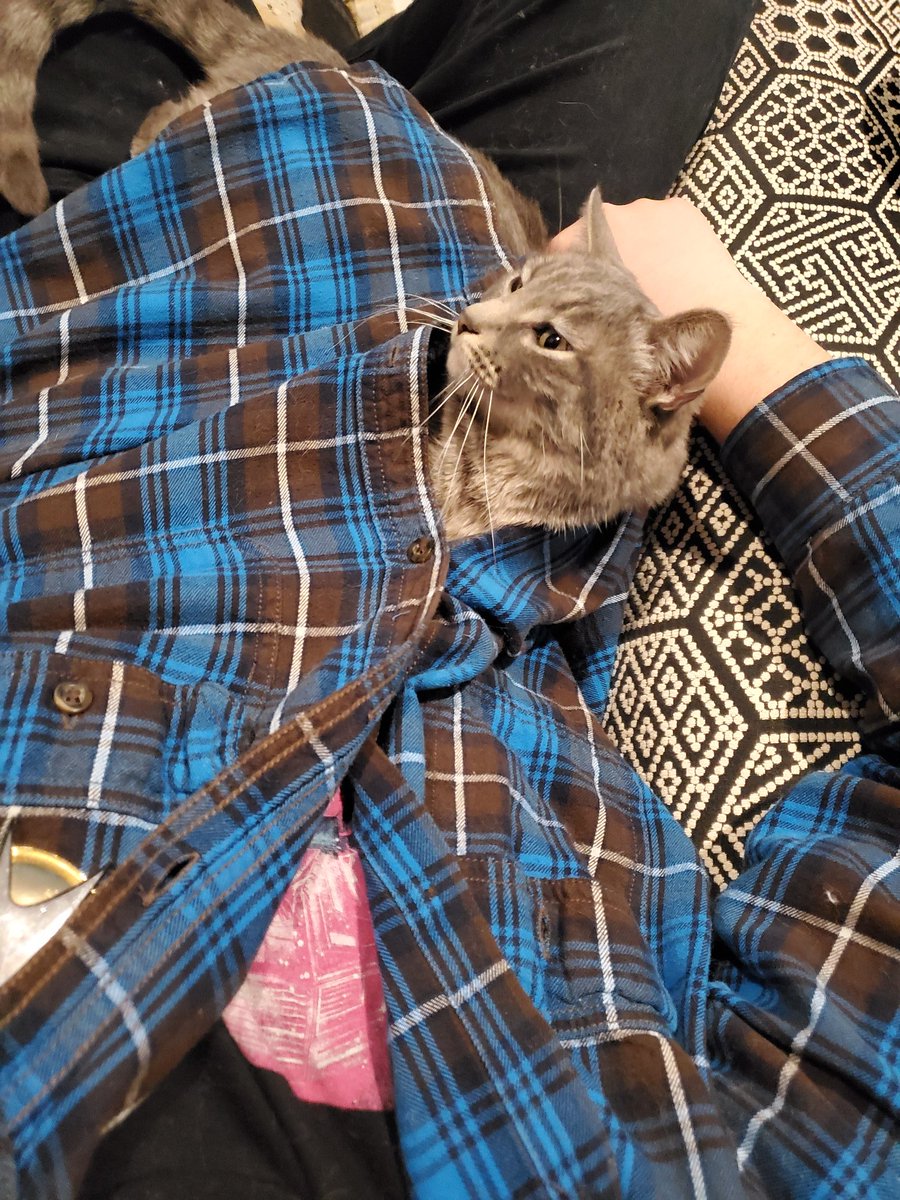 EastonDF's tweet photo. What can I say? She wanted to be buttoned up! #QuarantineCats #CuteCats https://t.co/koCWVAmTcS
