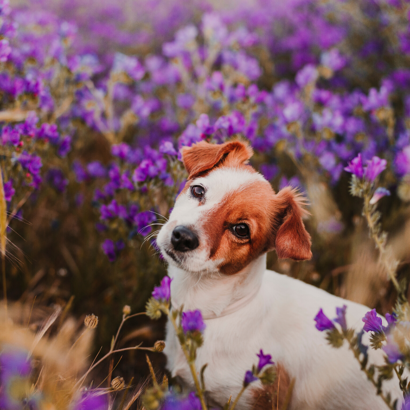 Purenaturalpet's tweet photo. Learn more about our all-natural ingredients here: 
https://t.co/HgRPakTY8E https://t.co/PzI311985Y