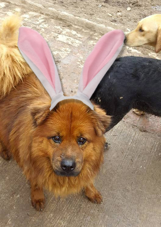 Hope you had a wonderfur Easter &amp; Passover holiday. We are hoping for furever homes for the next one.
#rescueexpress is coming to get us. 
Love,
The dogs of St VIncent's Home, Guadalajara

#stvincentshome #freedomride #rescuedogs #dogs