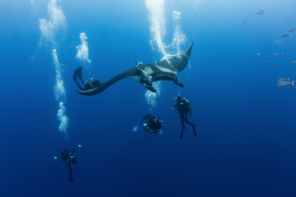 Manta rays are the largest rays in the world. Reef mantas have an impressive wingspan of about 11 feet wide on average, while giant oceanic mantas—the largest species of ray—can have a wingspan of up to 23 feet. (Photo of a giant oceanic manta by alum  @J0shStwrt)  #CreatureFeature