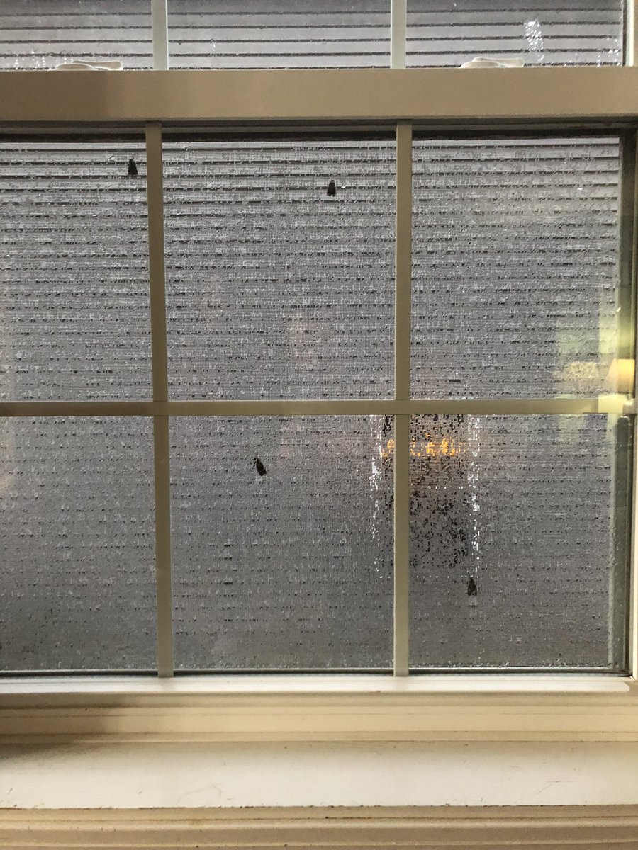 My little cousin just said “look the months are social distancing!”