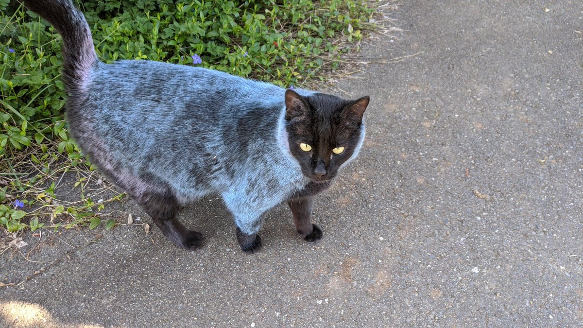 You guys, my black cat accidentally rolled in sidewalk chalk.