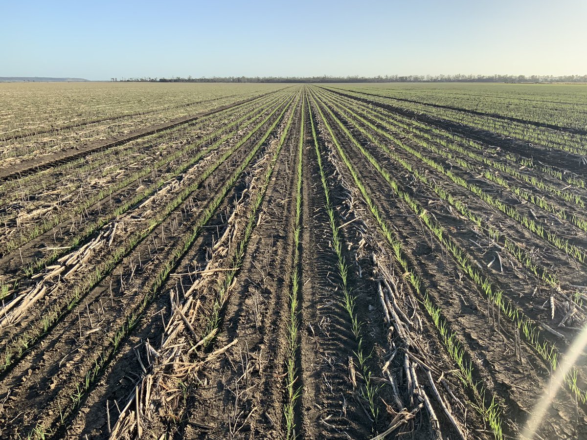 downtoearthjadma tweet media