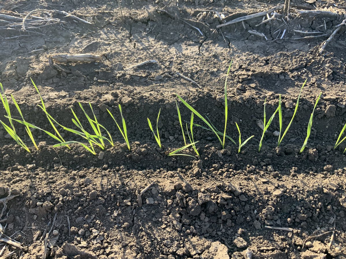 downtoearthjadma tweet media