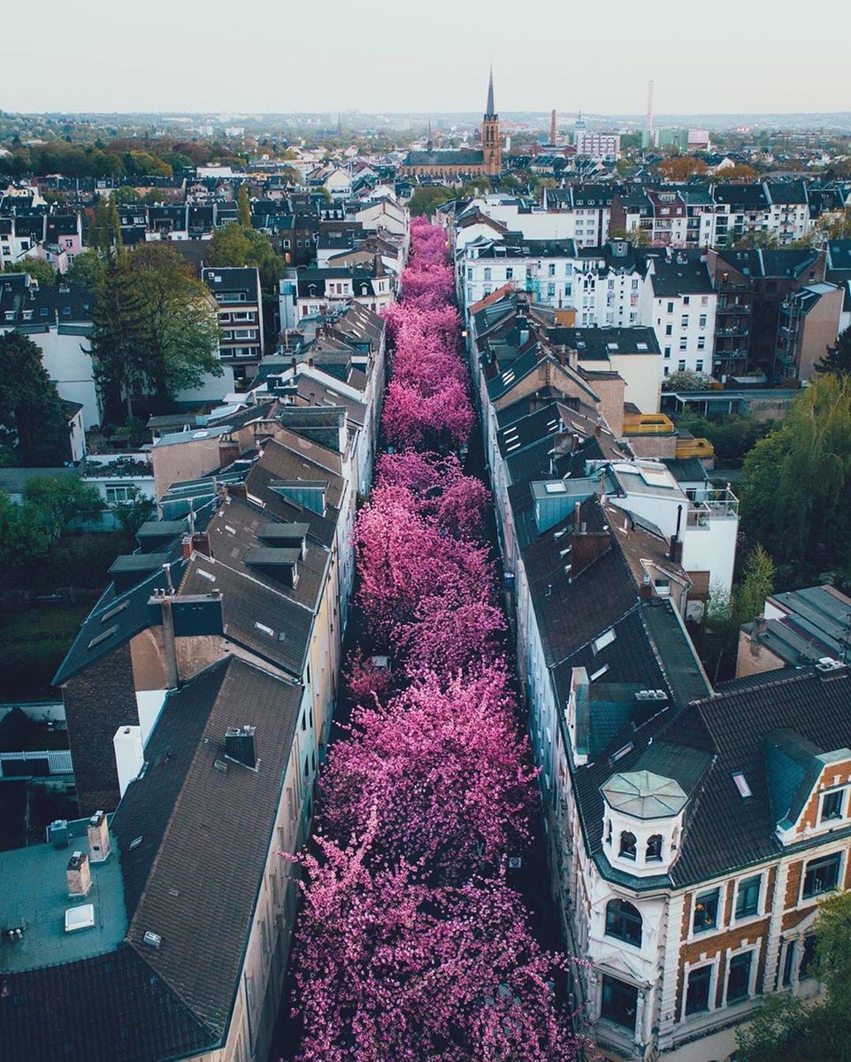 earth's tweet photo. Cherry blossoms in Bonn, Germany. https://t.co/NsKJe2pSSR