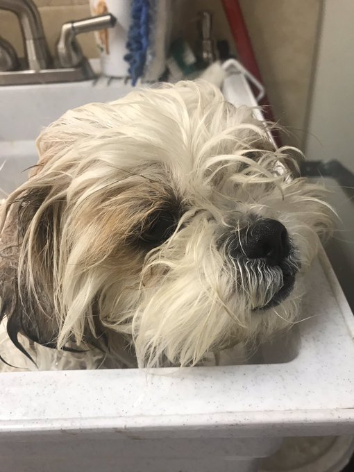 Medicated bath time, we only have to do this twice a week for 10 minutes each! 😂😑 https://t.co/2nTDV<a href="/tag/cleandog"class="tags"><span>#cleandog</span></a>