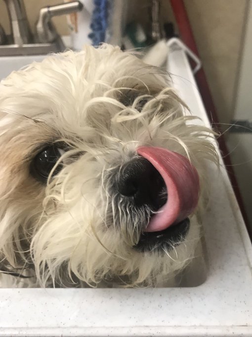 Medicated bath time, we only have to do this twice a week for 10 minutes each! 😂😑 https://t.co/2nTDV<a href="/tag/adoptdontshop"class="tags"><span>#adoptdontshop</span></a><a href="/tag/lhasaapso"class="tags"><span>#lhasaapso</span></a>