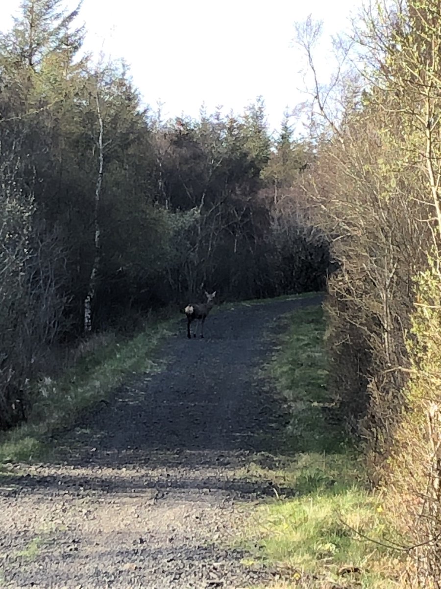 TH_RickB's tweet photo. @CloudBusiness9 This lady dandered up the track I was about to drop in on. You’d never usually see them during the day. https://t.co/i5jFoBaReX