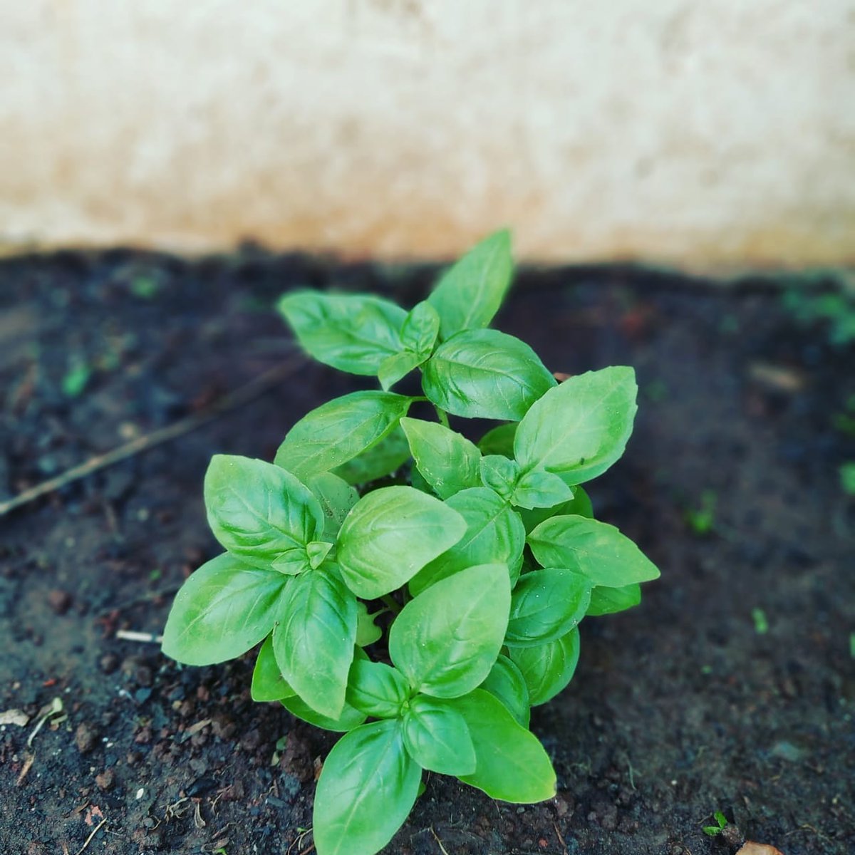 balboagameplay's tweet photo. Não é só no Minecraft que eu tenho Plantação. Manjericão 😍
#minecraft #mine #br #game #craft #games #gamer #jogo #survive #jogos #brasil #crafts #minecraftbrasil #minecraftsurvive #minecraftbuild #minecraftbr #minecraftvillage #villager #willzy #viniccius13 #craftgames https://t.co/ApBmygWmvL