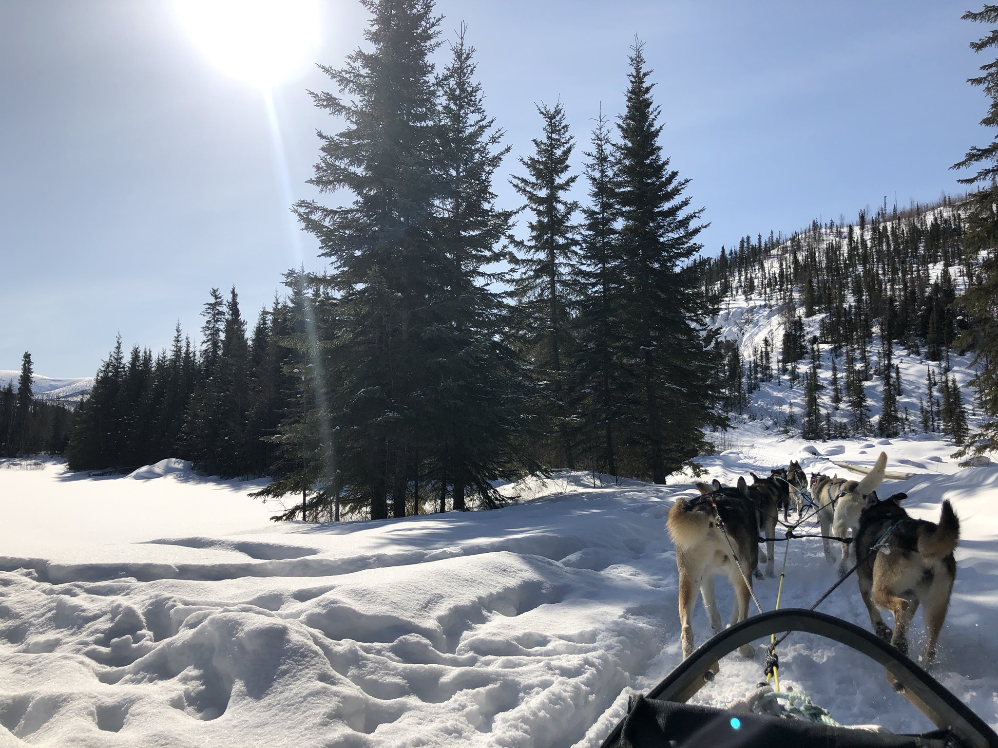 チナ温泉リゾート 一昨日が 今冬最後の最高の雪質で犬ぞり の出来た1日となったようです 今日は8 5 まで気温が上がり 雪はどんどん溶けています 渡り鳥もフェアバンクスに来始めたようです アラスカ チナ温泉リゾート 犬ぞり 春 フェアバンクス