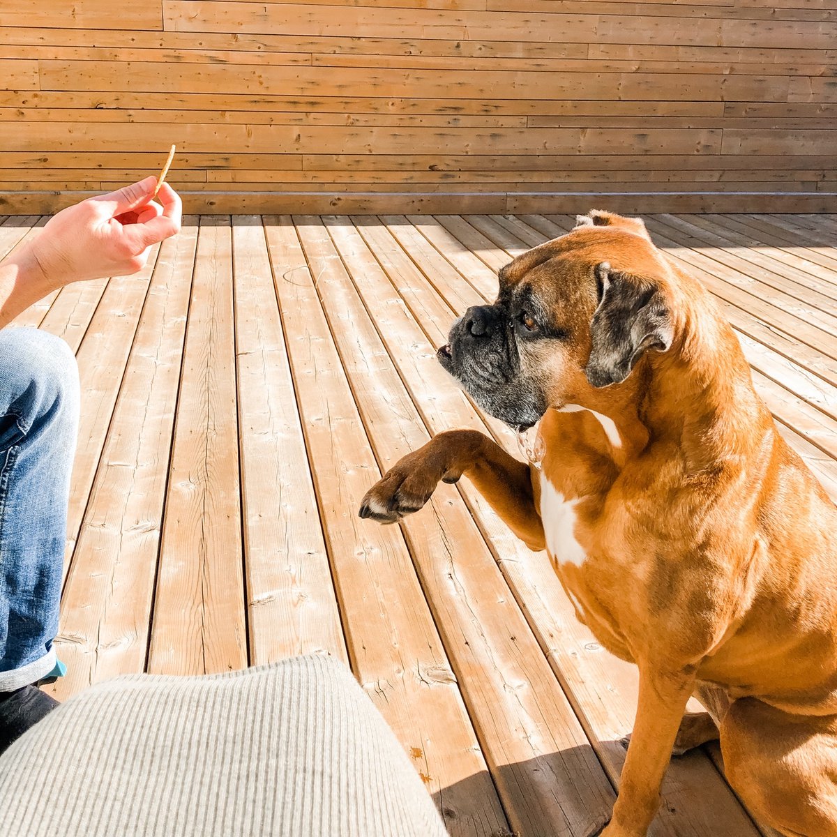 earthpupco's tweet photo. Picky pup, Cuisle loves her @earthpupco Beef Bone Broth treats❤️ Not only is she giving a paw without being asked but if you look closely you can see the drool bubbles coming out of her mouth as she looks at the treat!😂 #dogtreats #dogfood #canadian #madeincanada #ecofriendly https://t.co/Vp3a4X9Knp