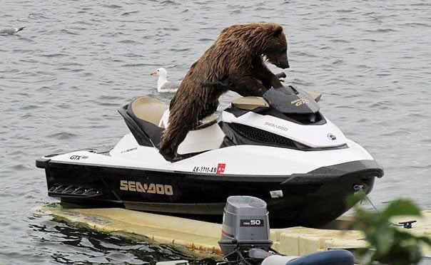 why the FUCK is this bear on a jet ski???