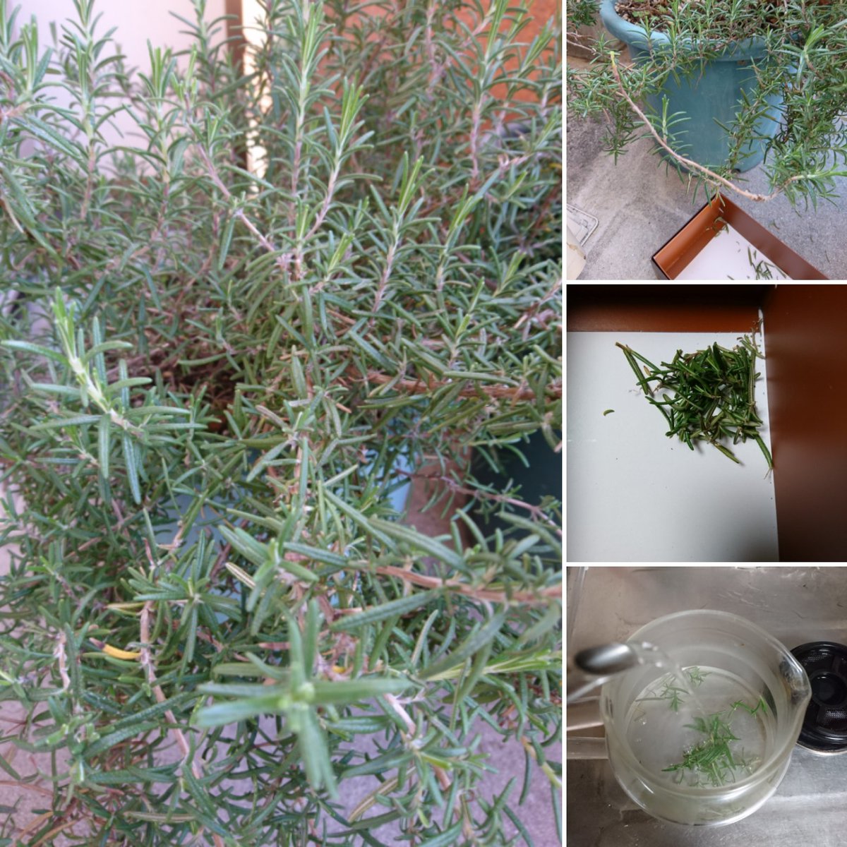 ローズマリーティー