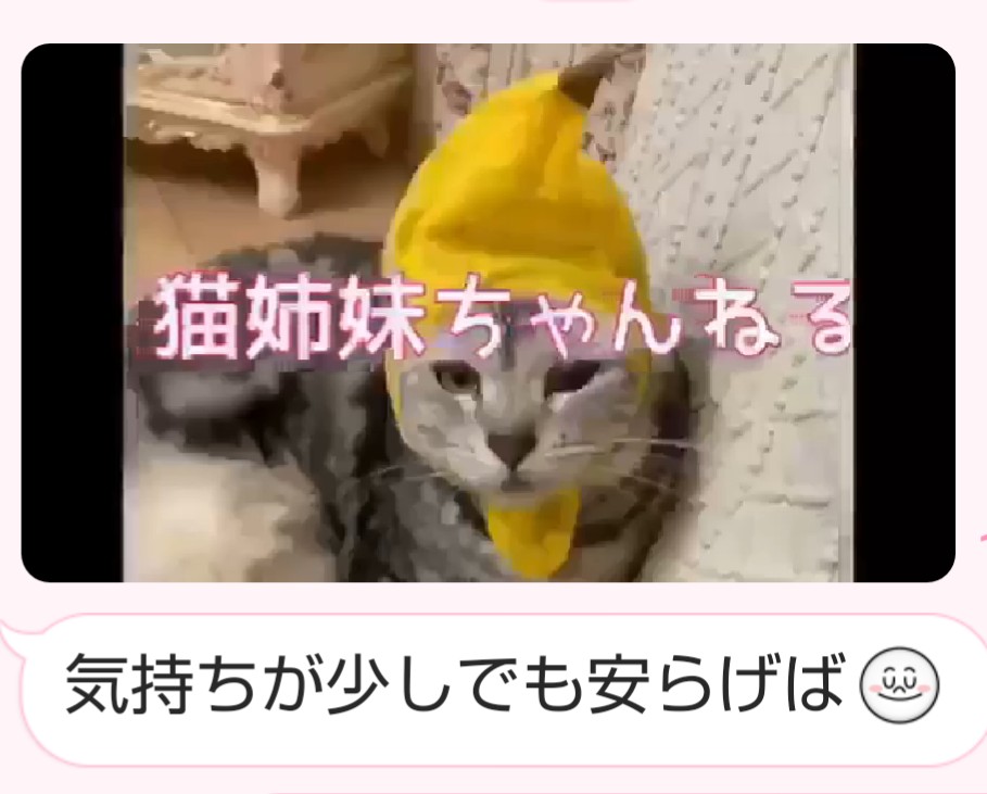 猫 姉妹 チャンネル 猫のほのぼの話 うちの猫 仲良し3姉妹 事情があり 1歳の野良猫 を預かることに すると仲良し3姉妹猫が 突然に