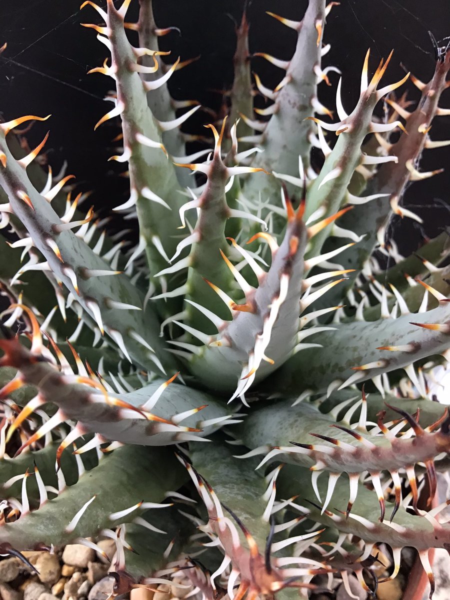 If there’s one aloe on every Alophiles bucket list it’s erinacea, it just is! #BCSS #KirkstoneBotanica #CactuSucculent #Aloefamily #Aloecollection #Aloeerinacea
