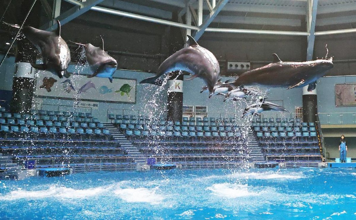 tara tiger brown on twitter animals in cages is kinda sad for a background twitter