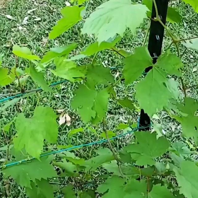 Lisa_Stauber's tweet photo. New growth. Baby leaves. Sprouts. Signs of hope showing life will go on
.
.
More garden vides in my Stories!
#hope #texasgardening #urbanpermaculture #zone9b #growfoodnotlawns #frontyardgarden #grapes #simpleliving #simplepleasures #gardentherapy #organicgardening #permacultu https://t.co/RzWtnI7h50