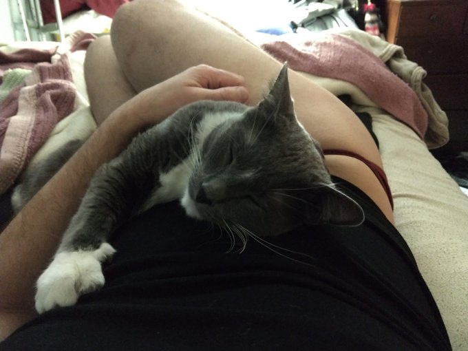 He's so comfy :3 https://t.co/MRHnBdVZOK<a href="/tag/newprofilepic"class="tags"><span>#newprofilepic</span></a>