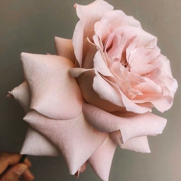 bellaMUMMA's tweet photo. ♡ tickled pink via @chosenbyoneday x
.
.
.
.
.
#bellamummablooms #leifproducts #pink #flowers #flower #petal #petals#nature #beautiful #pretty #autumn #march #floral #florals #flowermagic #bekind #earth #patience #instablooms #bloom #blooms #flowerof… https://t.co/NCJDuYrDKF https://t.co/cg4I4Ntu97