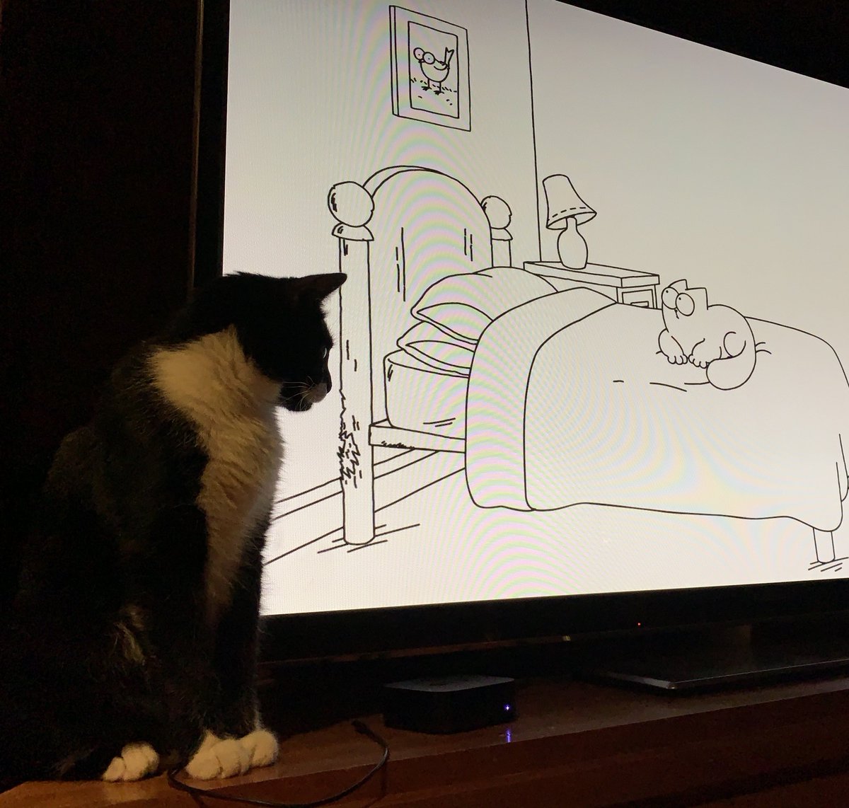 CMAlvord's tweet photo. “Hey, he looks familiar.  Finally a quarantine ⁦@zoom_us⁩ for me!” ⁦@SimonsCat⁩ #cattales https://t.co/BLJe6ysmO4