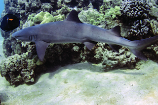 Sea Save Foundation tweet media