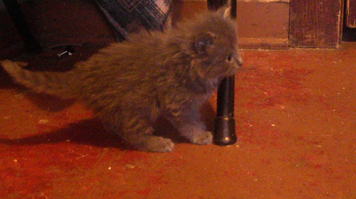 This is one of cookies& #39; kittens Amiera (girl)