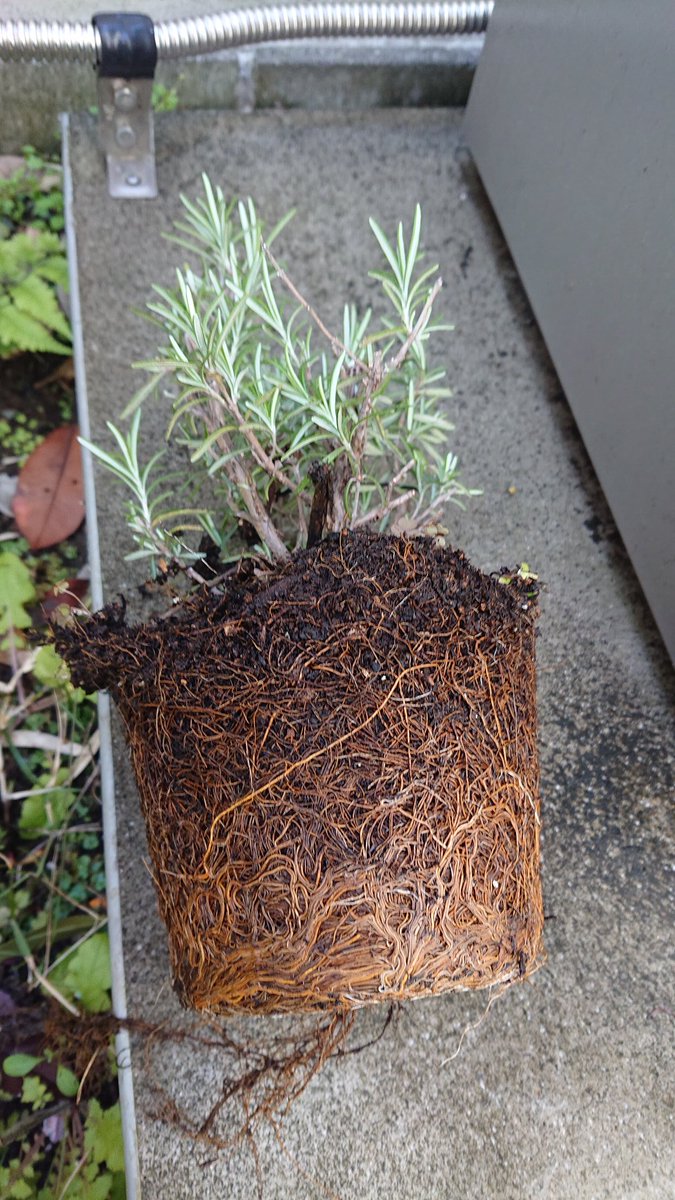 Tama 家庭菜園 ローズマリーが最近元気がないと思ってたら 植え替えしてないからこんなに根詰まりしてました 古い土と根を落として大きな鉢に植え替えました 家庭菜園 世田谷 ローズマリー