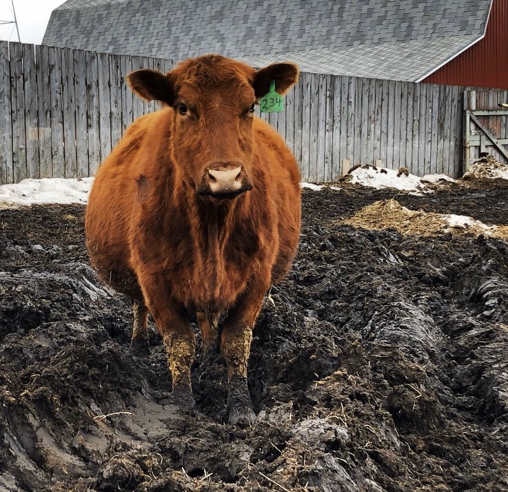 Coop and Poop tweet media