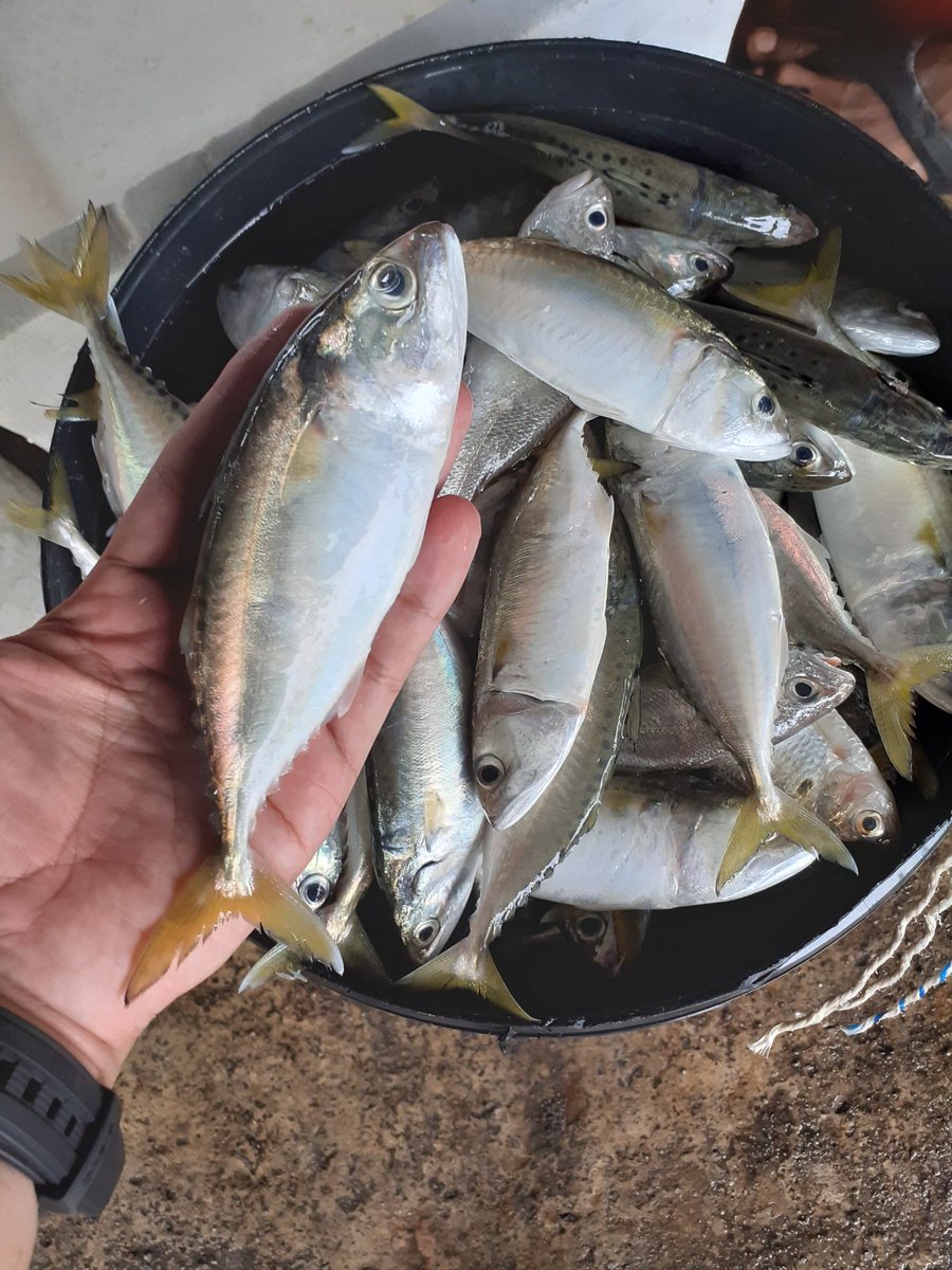 BroZico's tweet photo. Selagi tambak laut pulau pinang tak jadi , selagi tu ikan segar senang didapati untuk nelayan pantai.
Harga murah dan ikan segar , berkongsi rezeki dengan ramai orang.
#StayAtHome
#KamiHantar
#PenangTolakTambak
#PenangLocalFoodSecurity https://t.co/69eV8mCxY8