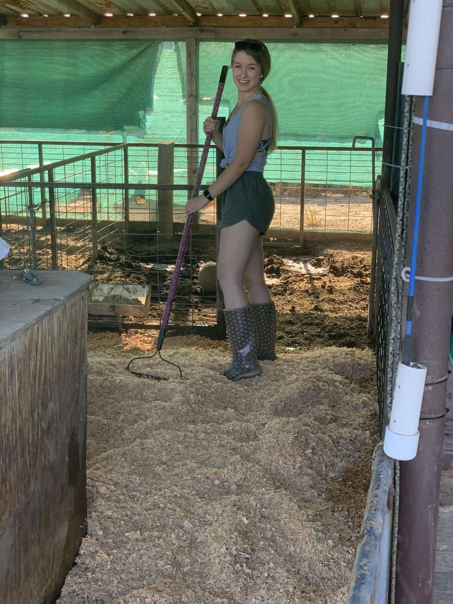 fleonard45's tweet photo. @Gloria7010 Tank’s pen is all clean and neat! He’s one Happy Pig!🐷 https://t.co/wEgrEhXWFw