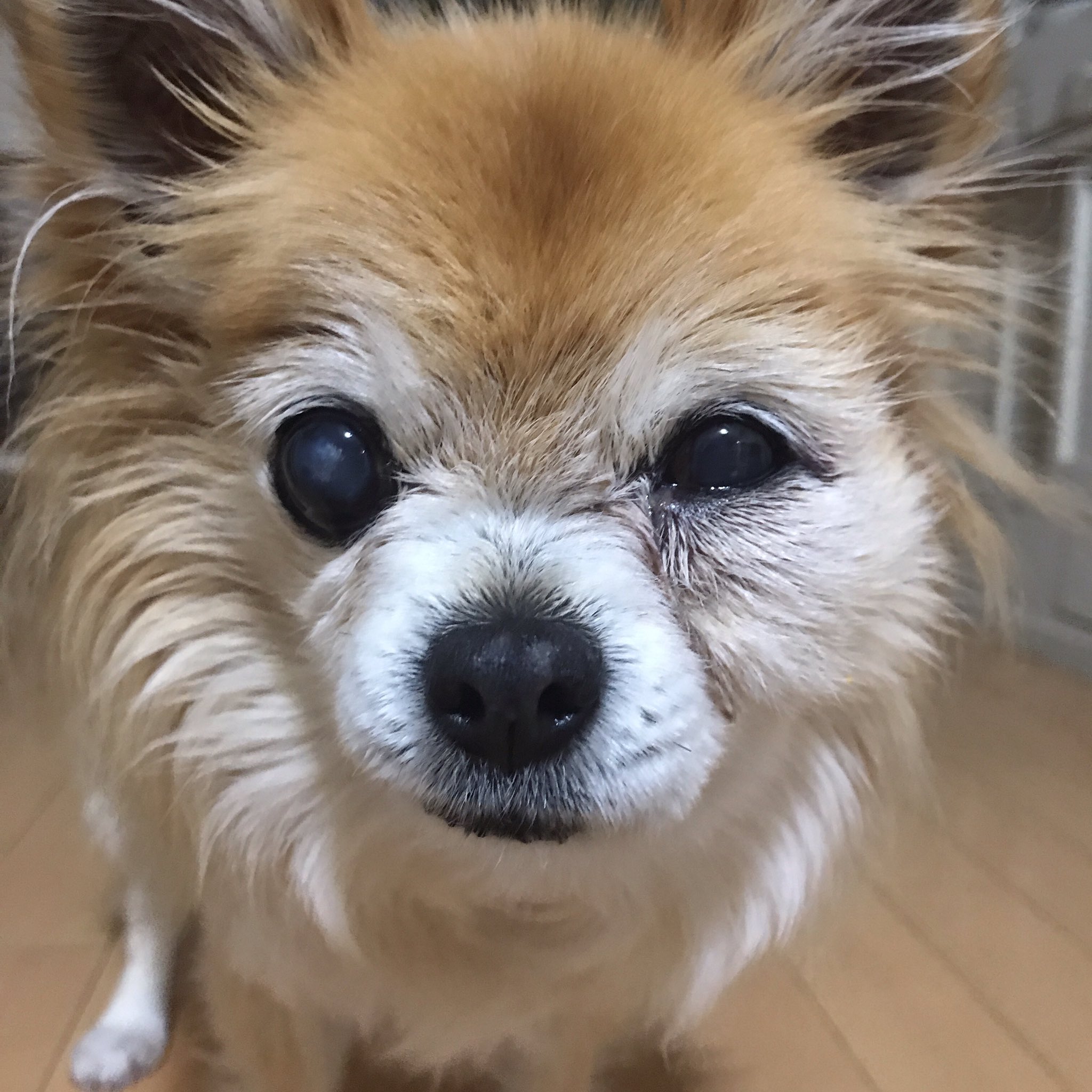 Eri 昨夜ベルの口腔内扁平上皮癌が 急速に悪化した かわいい顔が腫れ上がり ごはんも食べれない そのうち腫瘍が大きくなり 呼吸困難に陥るしかない マスターがベルとの時間を作ってやれと シフトを組み直してくれた 犬やろ じゃなく犬だって