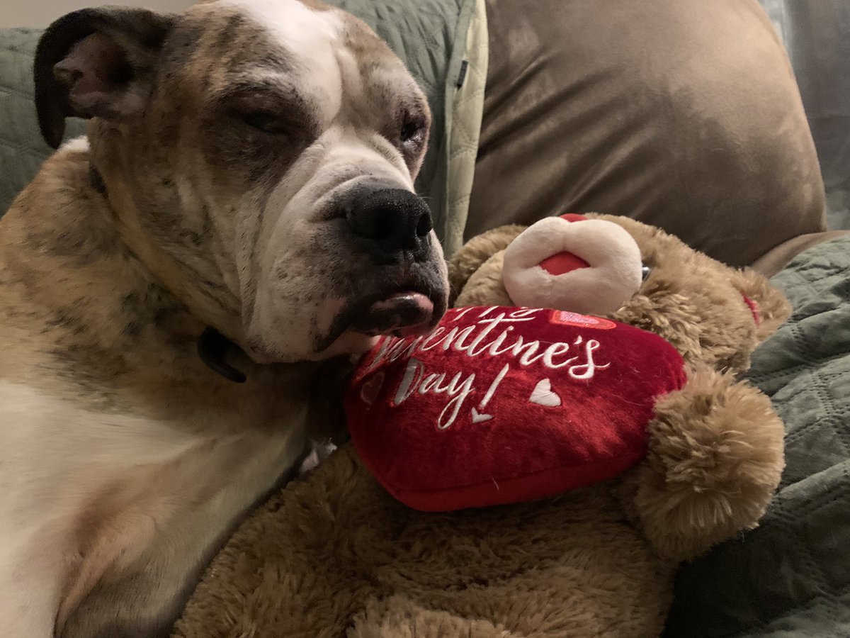 vcw82's tweet photo. I got to be this guy’s mama. I can’t get how I could be this lucky. This sweet bait dog had a hard start in life. He came to me at the age of 2 very damaged yet still able to trust and love. The last 10 1/2 years have been a gift. My best and most loyal friend. I miss you, Bubby. https://t.co/rJcwnzaRwG