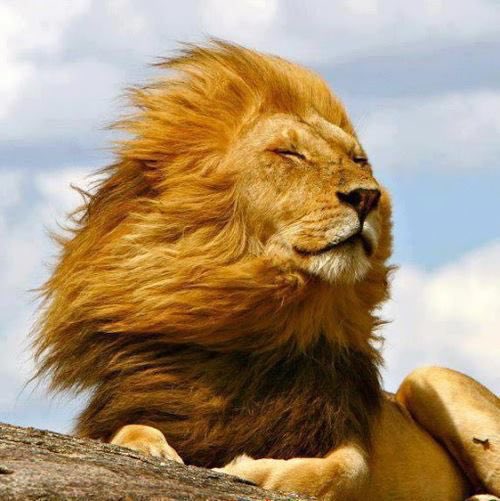 golden: lionmajestic, beautiful, fiery. just like the song