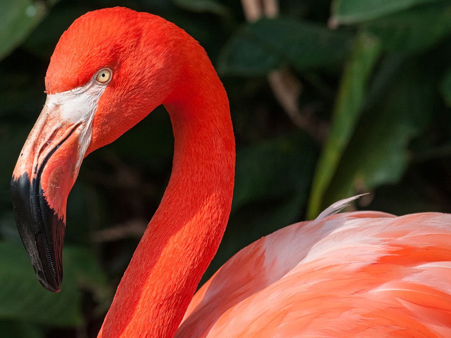 watermelon sugar: flamingos they’re the only animals that can give you that summertime feeling