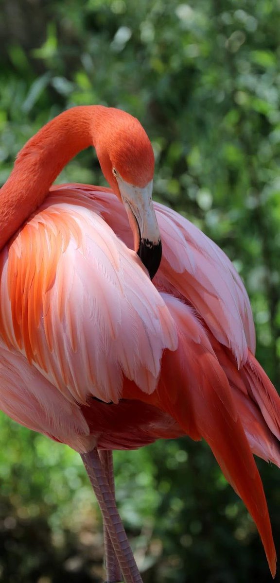 watermelon sugar: flamingos they’re the only animals that can give you that summertime feeling