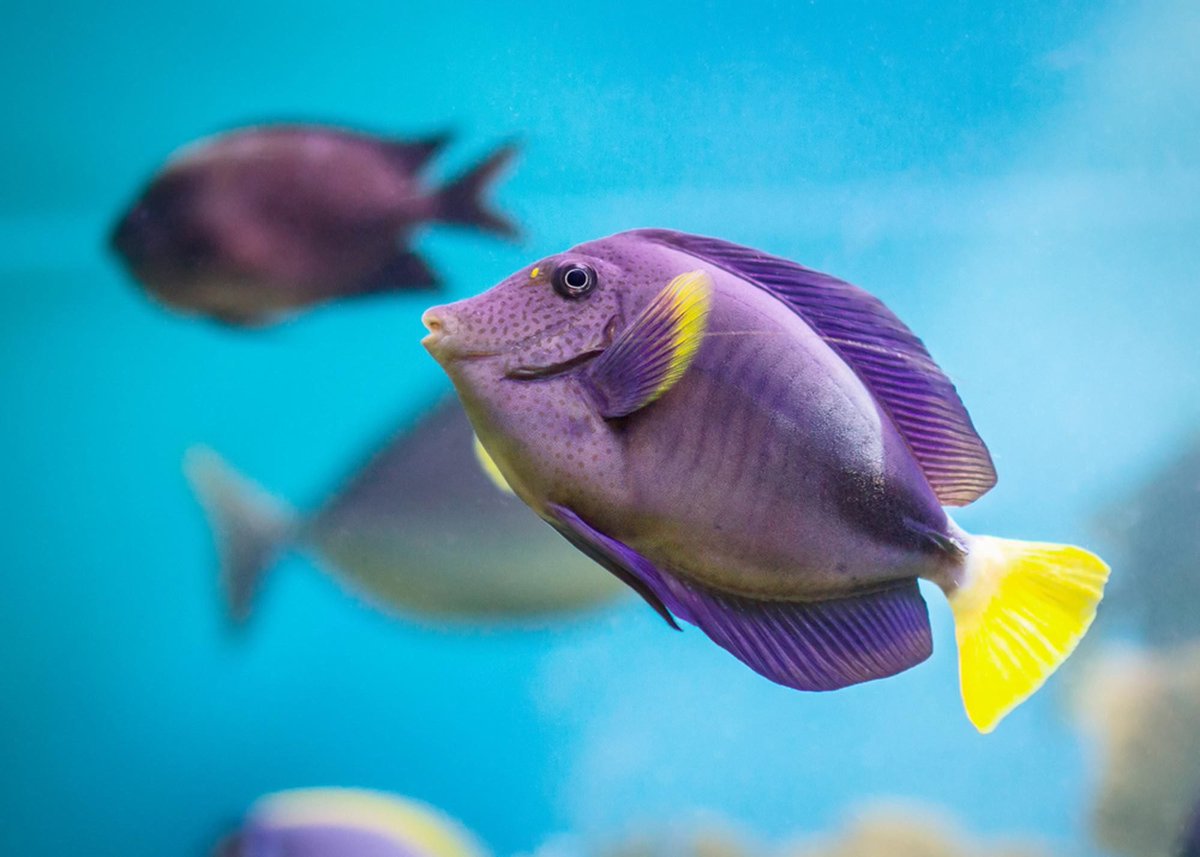 adore you: a fish that one doesn’t need an explanation:)