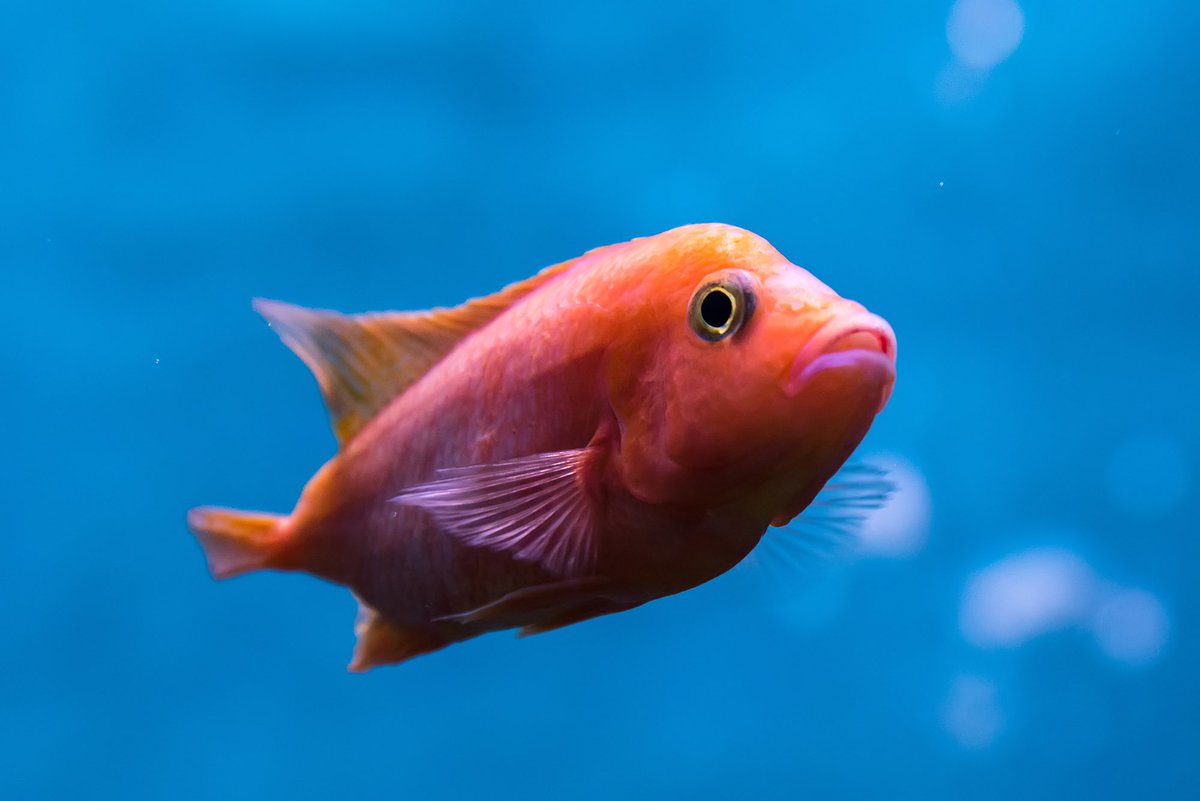 adore you: a fish that one doesn’t need an explanation:)