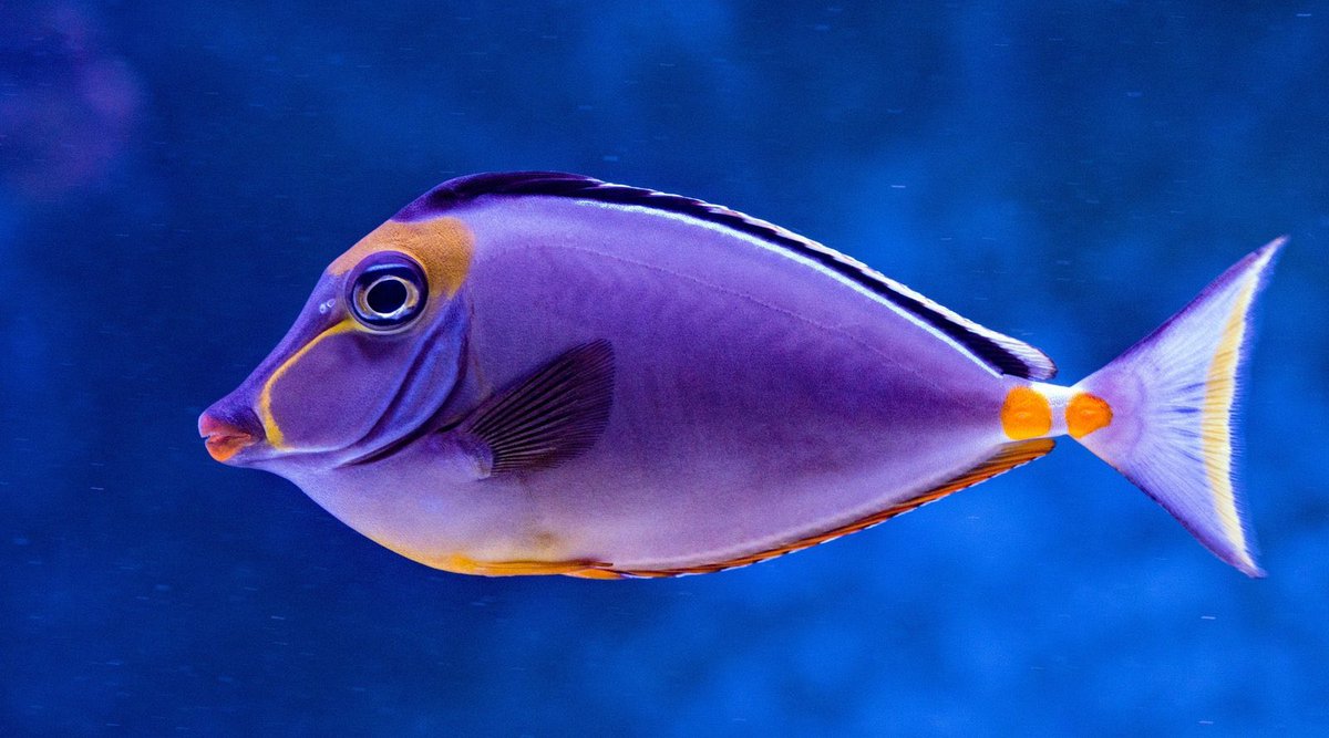 adore you: a fish that one doesn’t need an explanation:)
