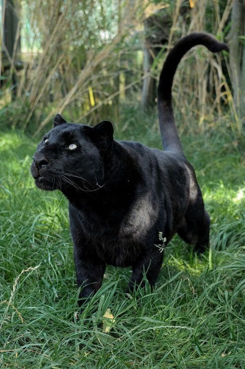 she: panther fierce, agile and cunning, she’s very easy to spot, but hard to forget when you cross her path...