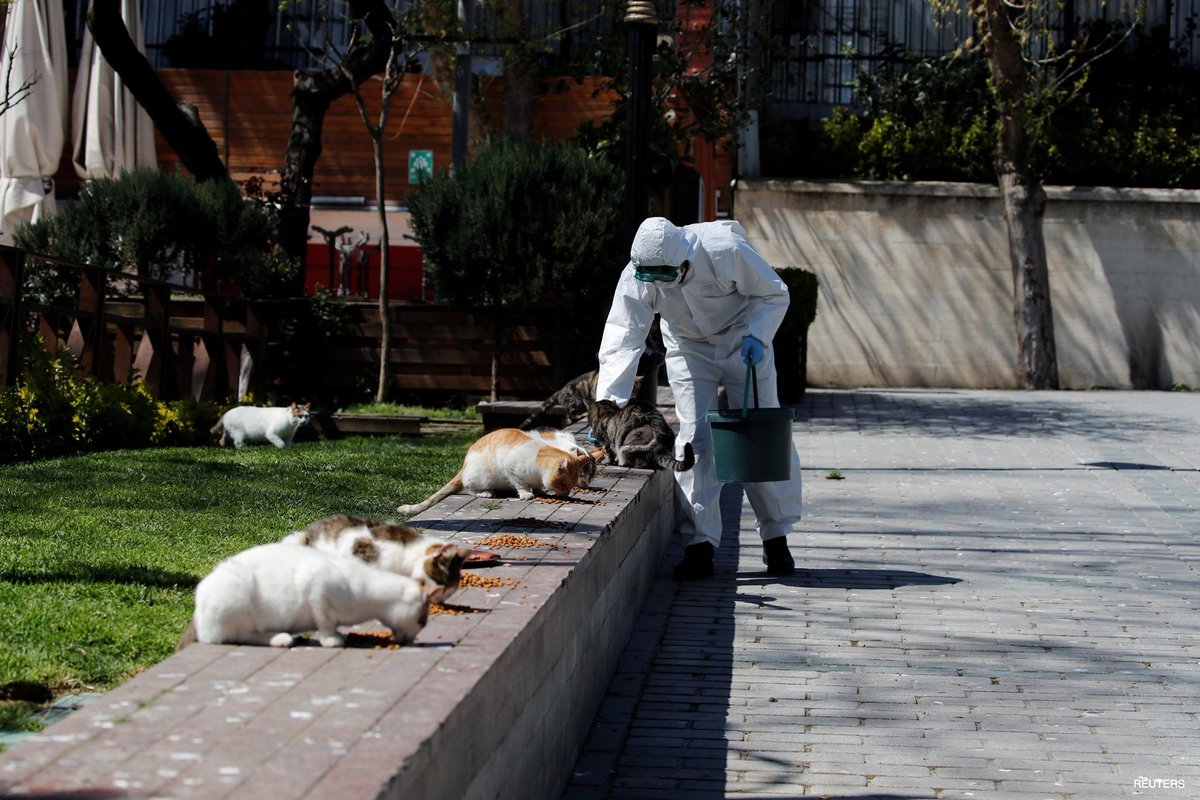 CORONAVIRUS
🇹🇷 A municipality worker feeds street cats at Sultanahmet Square as the spread of coronavirus continues in Istanbul, Turkey, Thursday, April 9.