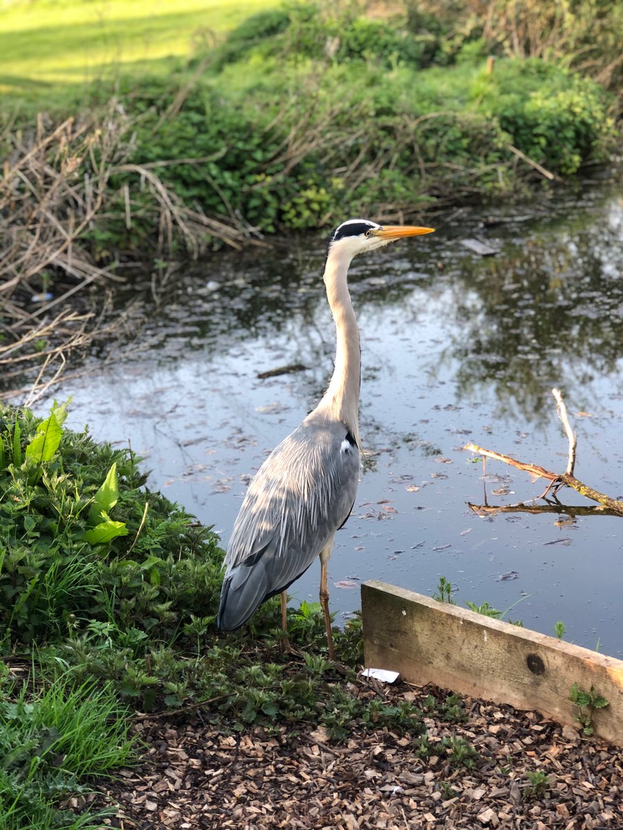SarahPascarella's tweet photo. @piersmorgan @gmtv this was my walk in a park in Swindon !!! https://t.co/HVZKxfRz8h