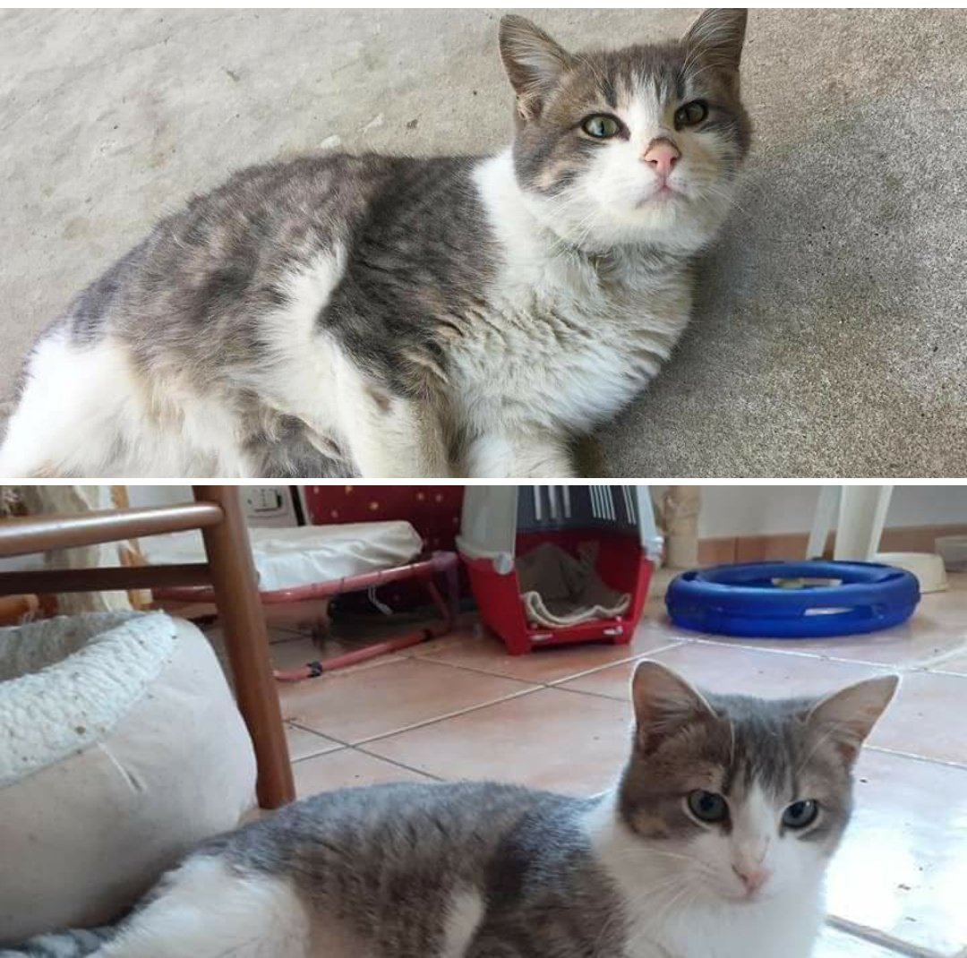 RandagiBaffi's tweet photo. #Buongiorno da #Leo prima da #Randagio e ora in #Stallo dai #baffirandagi 😍 #SempreBello #gatto #companionanimalforlife #adoptdontshop #adoptme #NoAlRandagismo #UnaCasaPerTutti #CasaECibo #UnaFamiglia #TantoAmore https://t.co/6cjdWETOrm