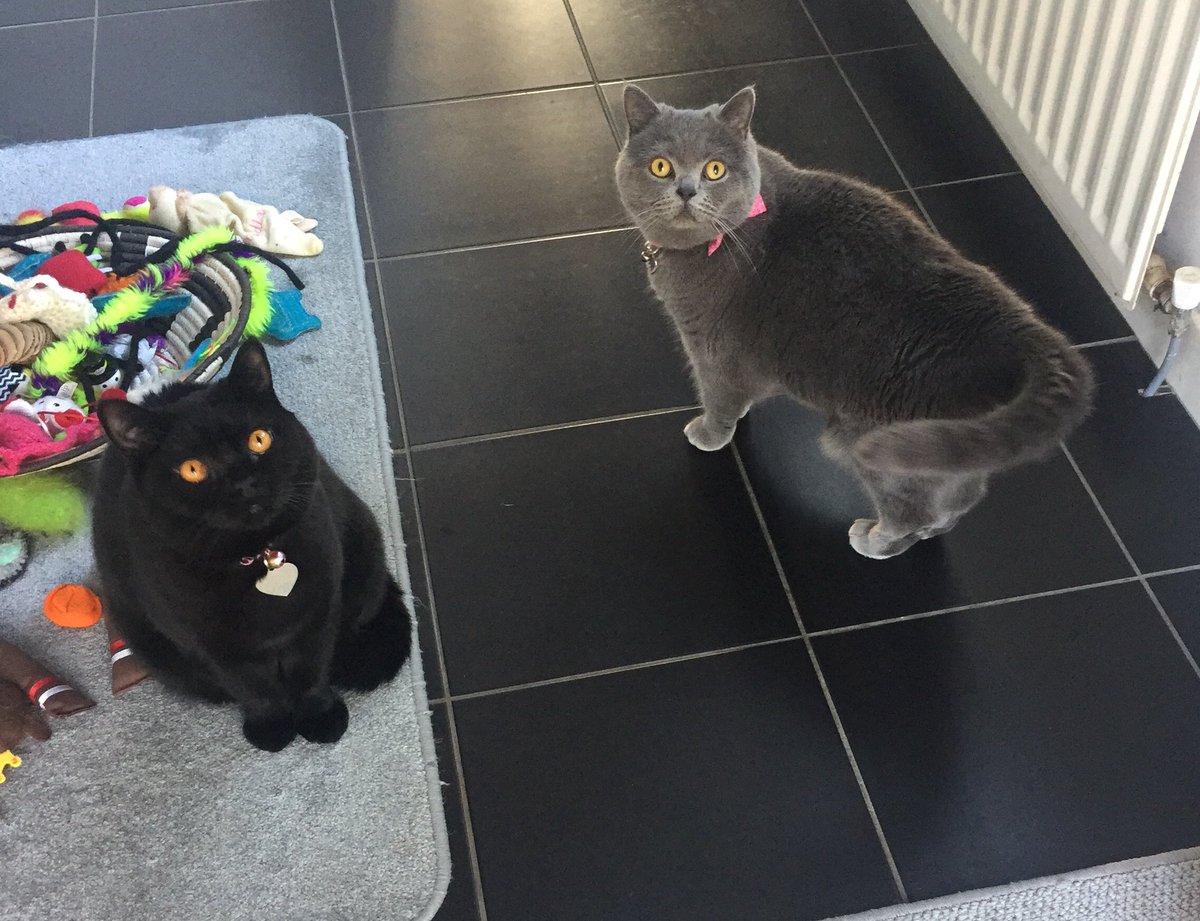 Must be breakfast time 😻😻
#tunatuesday 
#catlife #CatsOfTwitter 🐾❤️🐾